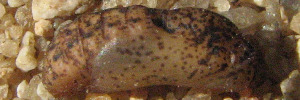Pupae